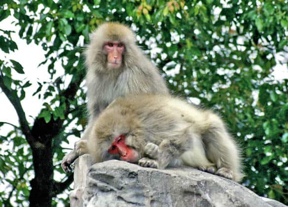 動物図鑑・ニホンザル